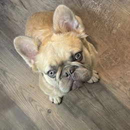 French Bulldog All Grown Up from Olivia’s Frenchies