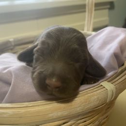 Christina - Dachshund puppy from AJs Doxies