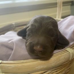 Christina - Dachshund puppy from AJs Doxies
