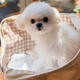 Maltese from T&C Maltese