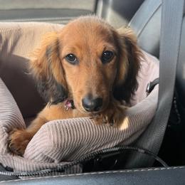 Cera - Red female Dachshund puppy in Boswell, Indiana from Golden Moose Homestead