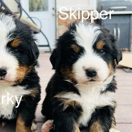 Skipper - Black rust and white male Bernese Mountain Dog puppy in Paradise Valley, Nevada from Bayles Berners