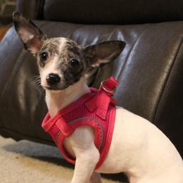 Chihuahua puppies from Cherished Chihuahuas