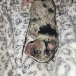 Miniature Australian Shepherd Puppies from Carter's Cuties