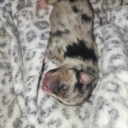 Miniature Australian Shepherd Puppies from Carter's Cuties