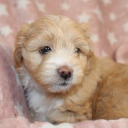 Goldendoodle, Havapoo, Labradoodle, and Springerdoodle Puppies from Oregon Valley Pups