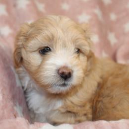 Goldendoodle, Havapoo, Labradoodle, and Springerdoodle Puppies from Oregon Valley Pups
