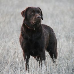 Penee - Labrador Retriever