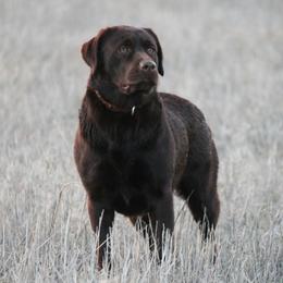 Penee - Labrador Retriever