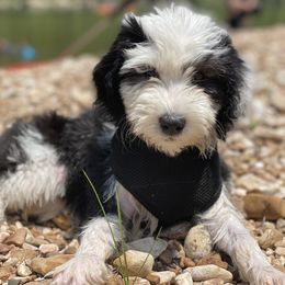 Assorted Doodle Crosses, Bernedoodle, and Sheepadoodle Puppies from Rock N Roll Doodles