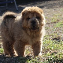 Chinese Shar-Pei Puppies from SNK Shar-Pei