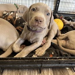 "Iris" Weimaraner Puppies from Baird Weims - AKC registered
