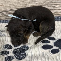 Hami light blue - Black and red male German Shepherd puppy in Herrick, South Dakota from Dakota Shepherds Kennels