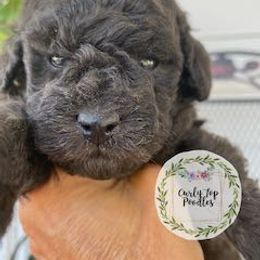 Poodle Puppies from Curly Top Poodles