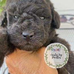 Poodle Puppies from Curly Top Poodles
