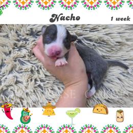 Nacho - Gray and white male American Corgi puppy in Mansfield, Ohio from Moonrise corgis