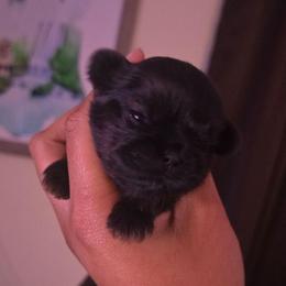 Boy 2 - Sable male Shih Tzu puppy in Henrico, Virginia from Wild Wind Shih Tzu
