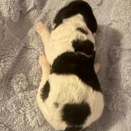 Ares (wMiriam) - Parti male Poodle puppy in Meadowbrook, California from Standard Poodle Pups