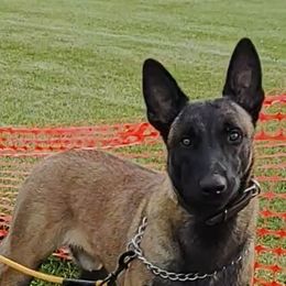 Rip - Dutch Shepherd