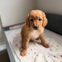 Cavapoo and Goldendoodle Puppies from Dori