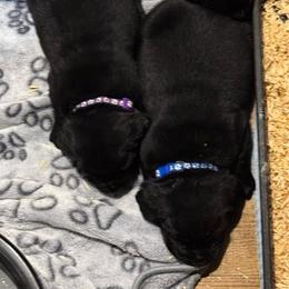 Ike - Blue Collar - Black male Labrador Retriever puppy in Greensburg, Kentucky from Paws Farm Retrievers