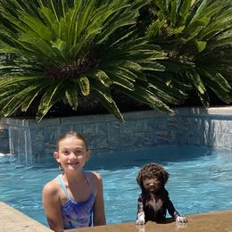 Lagotto Romagnolo Puppies from Anna’s Lagottos