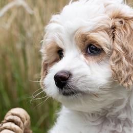 Australian Mountain Doodles, Bernedoodles, Cavapoos, and Goldendoodles from Angel Pups Deluxe