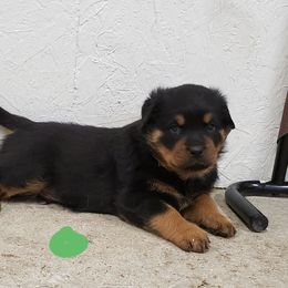 Rottweiler Puppies from SPOON RIVER ROTTWEILERS