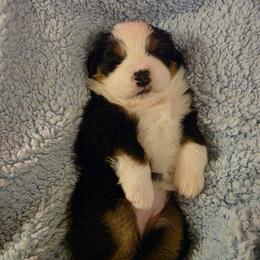 Miniature American Shepherd Puppies from All About Me Miniature American Shepherds