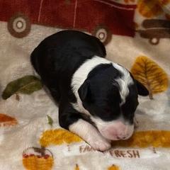 Caesar - White and black male Bordoodle puppy in Republic, Missouri from Holland Hilltop Farm