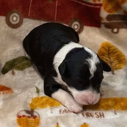 Caesar - White and black male Bordoodle puppy in Republic, Missouri from Holland Hilltop Farm