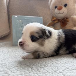 Comet - Blue merle male Toy Australian Shepherd puppy in Aurora, Missouri from Sweet Peach Puppies