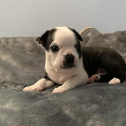 Thunder - Black and white Boston Terrier puppy in Jupiter, Florida from CJM Boston and Boxer Puppies