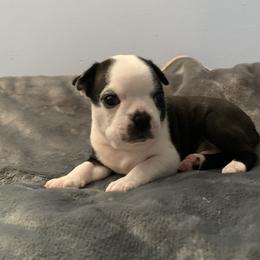 Thunder - Black and white Boston Terrier puppy in Jupiter, Florida from CJM Boston and Boxer Puppies