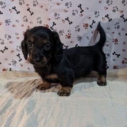Envy - Black and tan female Dachshund puppy in Lyles, Tennessee from Knox Ridge Dachshunds
