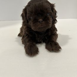 Shih Tzu Puppies from Moore Shih Tzus
