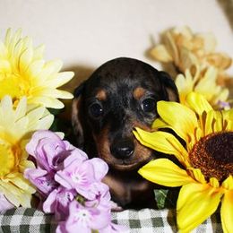 Dachshund Puppies from White River Valley Kennel