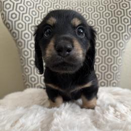 Damien(AKC) - Black and cream male Dachshund puppy in Madera Acres, California from All Star Corgis