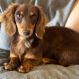 Betty - Dachshund