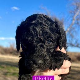 Girl 5: Phyllis - Black Poodle puppy in Grand Junction, Colorado from Riverbank Poodles