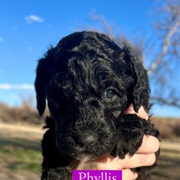Girl 5: Phyllis - Black Poodle puppy in Grand Junction, Colorado from Riverbank Poodles