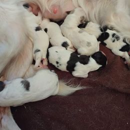 Companion Cross Puppies from Mandala Dogs