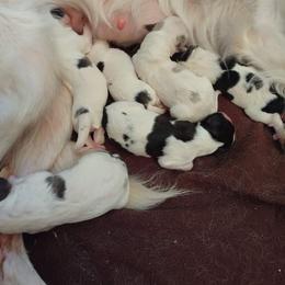 Companion Cross Puppies from Mandala Dogs