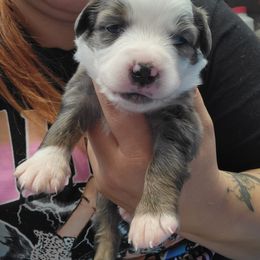 Hades - Blue merle male Miniature Australian Shepherd puppy in Dalhart, Texas from RNL Family Raised Pups