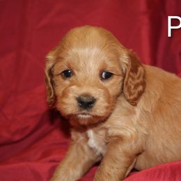 Peter - Buff male Cockapoo puppy in Perry, Arkansas from Parker's Cockapoos