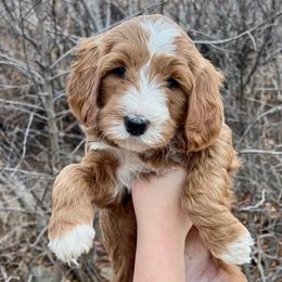 Orange Female - Apricot female Goldendoodle puppy in Great Falls, Montana from Montana Goldendoodles