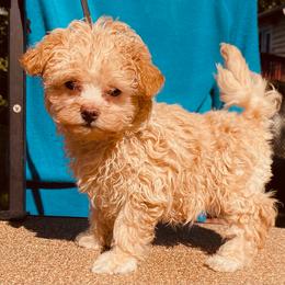 Lily - Cream female Russian Tsvetnaya Bolonka puppy in Burnsville, North Carolina from Gentle Power
