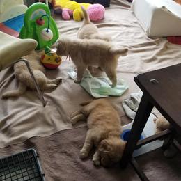 Golden Retriever Puppies from Big Bend Goldens