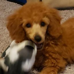 Goldendoodles and Poodles from Duffey’s IncrediDoodles