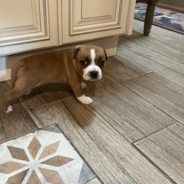Staffordshire Bull Terrier Puppies from Southern Staffies